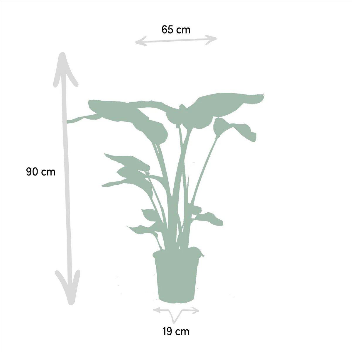 Strelitzia Nicolai - ↨85cm - Ø19cm + Monstera Deliciosa - ↨75cm - Ø21cm by MEERgroothandel Planten