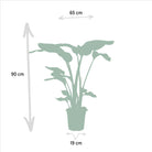 Strelitzia Nicolai - ↨85cm - Ø19cm + Monstera Deliciosa - ↨75cm - Ø21cm by MEERgroothandel Planten