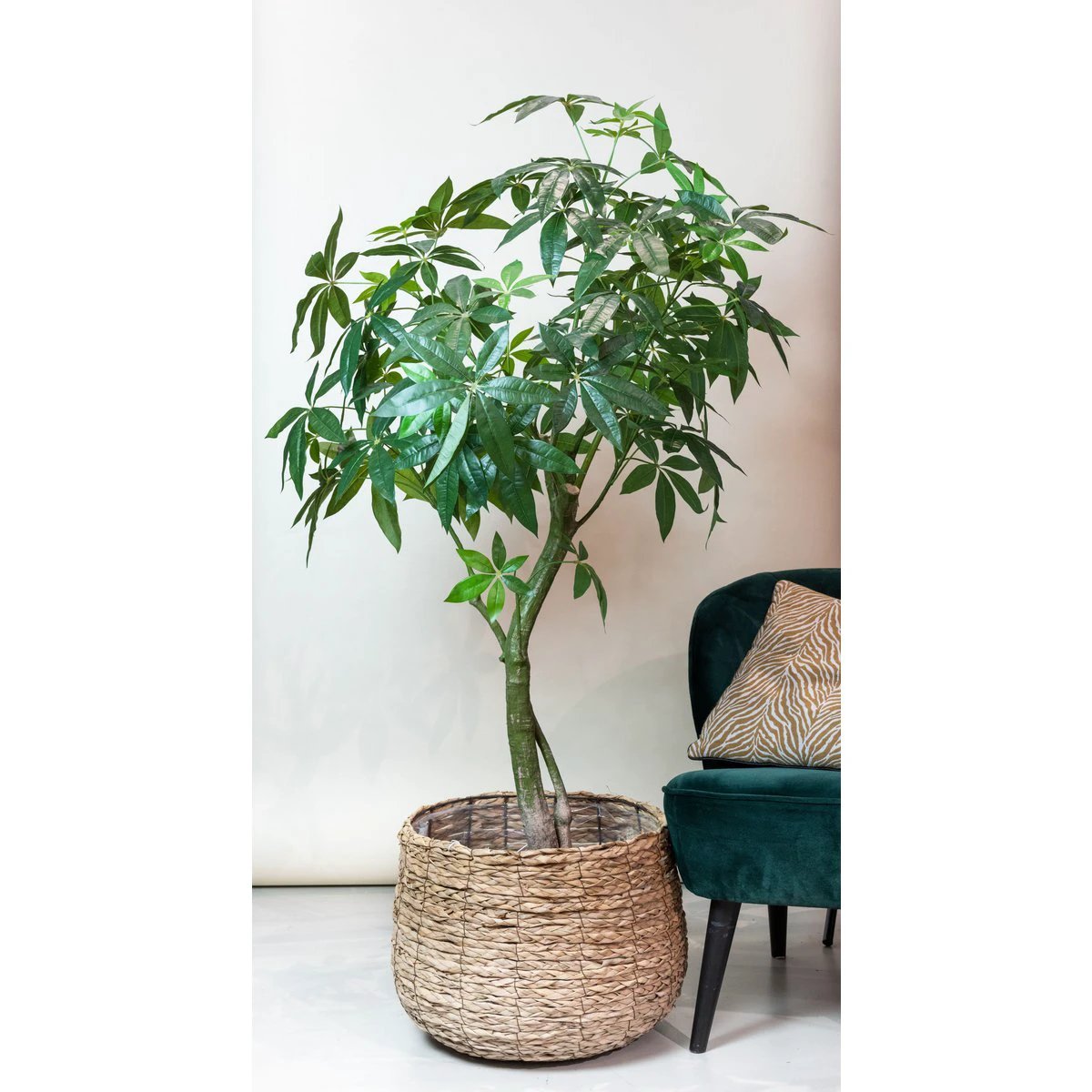 Artificial plant - Pachira Aquatica - Money tree - 150 cm by Green boutiQ