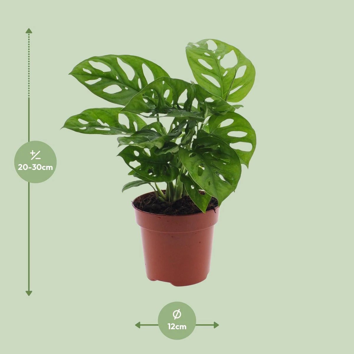 Monstera Monkey Leaf (Gatenplant) - Ø12cm - ↕30cm by MEERgroothandel Planten