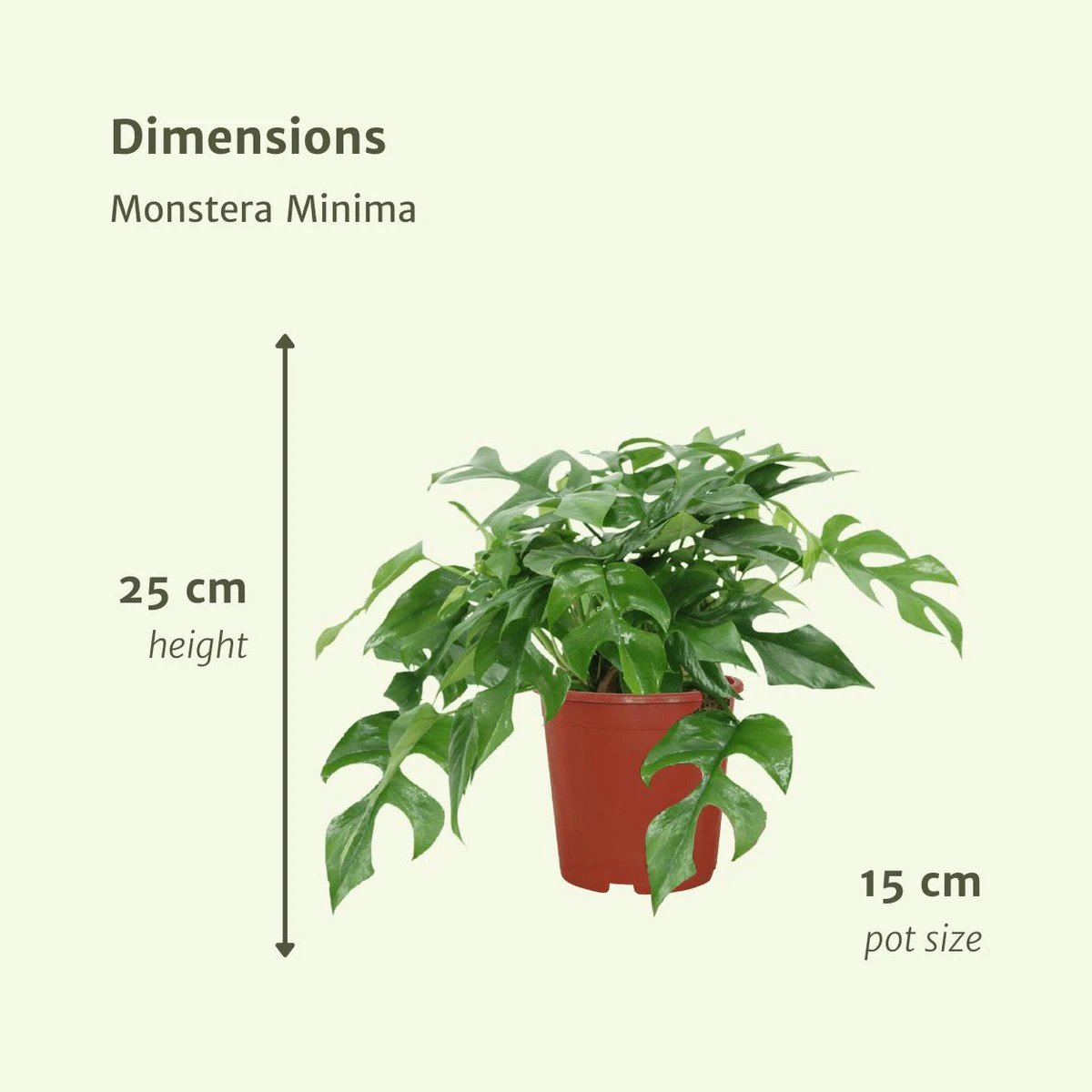 2x Monstera Minima - Gatenplant - 25cm - ø15 by MEERgroothandel Planten