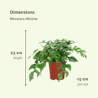 2x Monstera Minima - Gatenplant - 25cm - ø15 by MEERgroothandel Planten