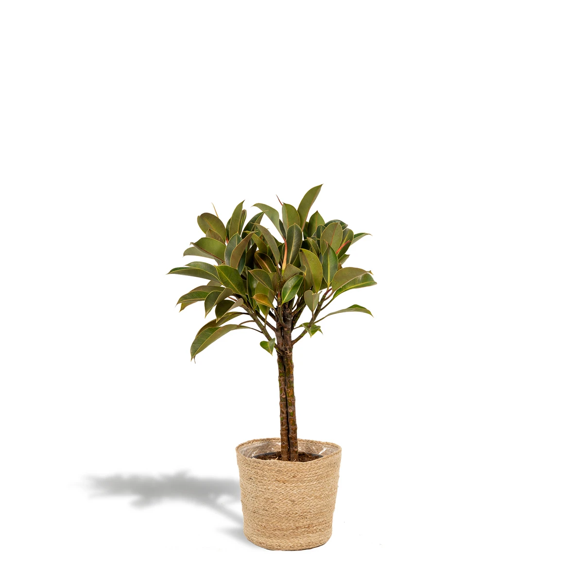 Ficus elastica Melany Stamm - ↨90cm - Ø21cm + Korb Selin von MEERgroothandel Planten