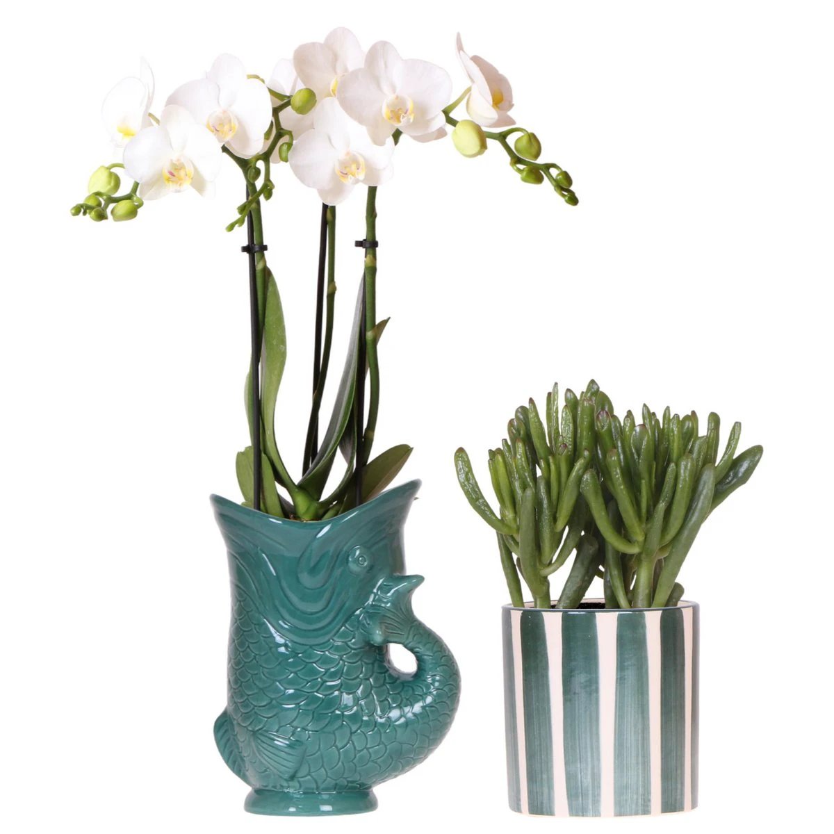 Kolibri Orchids | Set van witte orchidee Amabilis in Fish pot groen en succulent in Painted Stripe pot groen - potmaat Ø9cm | bloeiende kamerplant - vers van de kweker by Kolibri Company