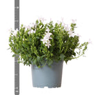 Campanula Addenda – Glockenblume Weiß, Topfgröße 12 cm – 1 m² Bodendecker – 6 Stück – Ambrella White – Gartenpflanzen – winterhart von Kolibri Company