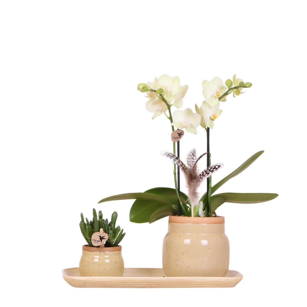 Hummingbird Orchids | Green plant with yellow Phalaenopsis orchid in Vintage khaki decorative pots and bamboo tray by Kolibri Company