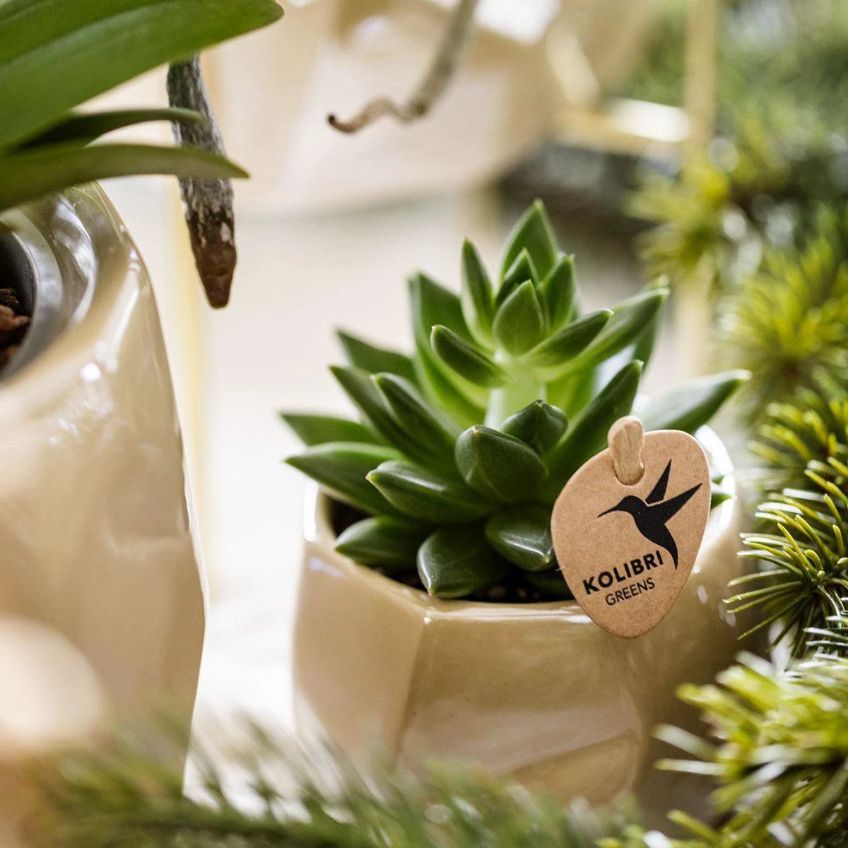 Hummingbird Company | Set of plants + decorative pots for table decoration dinner - pot size Ø9cm & Ø6cm | flowering houseplants - fresh from the grower by Kolibri Company