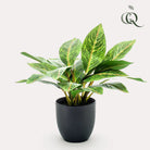 Kunstpflanze – Croton Codiaeum – Wunderstrauch – 38 cm von Green boutiQ