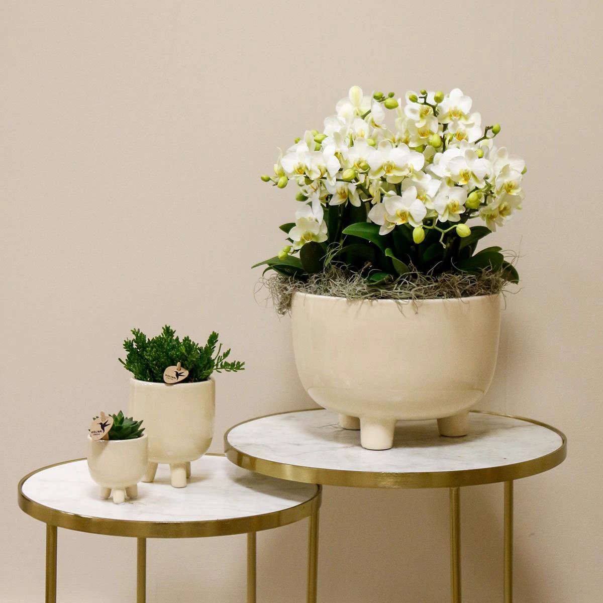 Kolibri Orchids | white plant set in Gummy Dish incl. Water reservoir | Three White Orchids | Mono Bouquet White with self -sufficient water reservoir by Kolibri Company