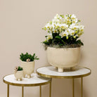 Kolibri Orchids | white plant set in Gummy Dish incl. Water reservoir | Three White Orchids | Mono Bouquet White with self -sufficient water reservoir by Kolibri Company