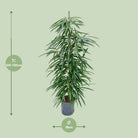 Ficus binnendijkii ‚Alii‘ (Hydro) – Ø18 cm – ↕110 cm von MEERgroothandel Planten