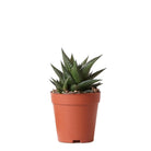 Kolibri Greens | Green Plant - Succulent Haworthia Limifolia Pot size Ø9cm | green houseplant - fresh from the grower by Kolibri Company