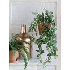 Artificial hanging plant Fittonia Green by Mica Decorations