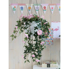 Artificial hanging plant Pink by Mica Decorations