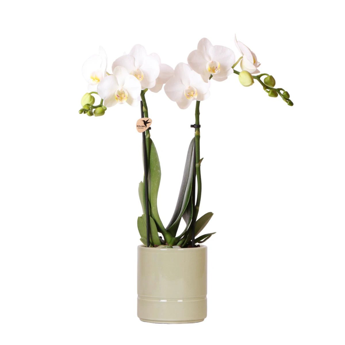 Hummingbird Orchids | white Phalaenopsis orchid - Amabilis + Pastel pot green - pot size Ø9cm | flowering houseplant - fresh from the grower by Kolibri Company