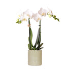 Kolibri-Orchideen | weiße Phalaenopsis-Orchidee – Amabilis + pastellgrüner Topf – Topfgröße Ø9 cm | blühende Zimmerpflanze – frisch vom Züchter von Kolibri Company