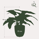 Kunstpflanze – Calathea Zebrina – Schattenpflanze – 38 cm von Green boutiQ