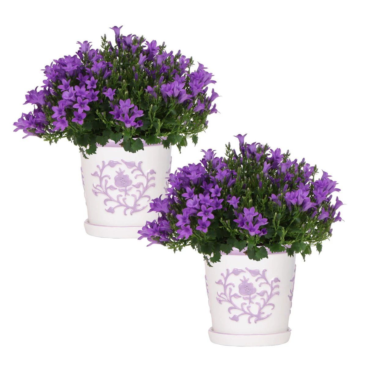 2x Campanula Addenda Ambella Intense Purple in Malaga Sier-Töpfen – Topfgröße 12 cm – Stauden – winterhart von Kolibri Company