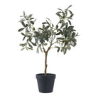 Olive Tree by EMIRELLE