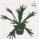 Kunstpflanze – Hirschhornfarn – Hirschhorn – 33 cm von Green boutiQ