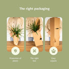 2x Monstera Minima - Gatenplant - 25cm - ø15 by MEERgroothandel Planten
