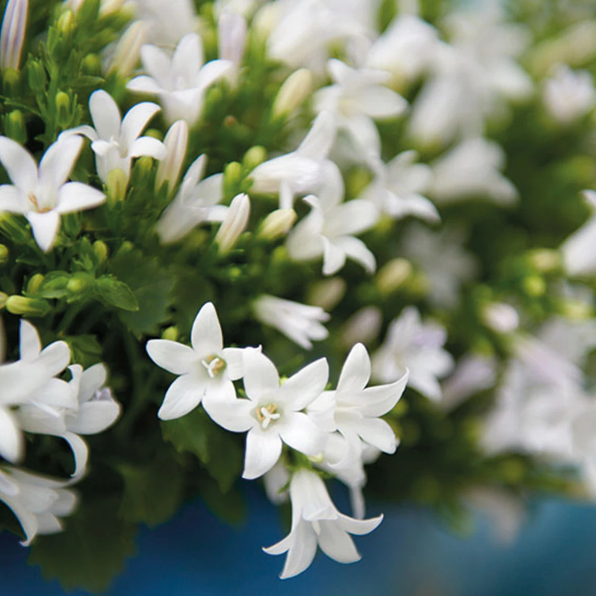 2x Campanula Addenda Ambella White in dekorativen Malaga-Töpfen – Topfgröße 12 cm – mehrjährig – winterhart von Kolibri Company