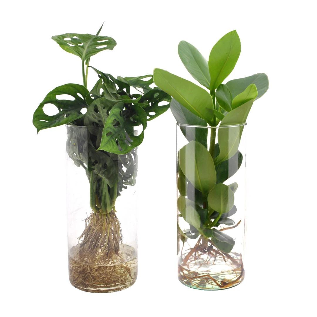 Cylinder glass Duo Monstera/Clusia - 2 pieces - Ø12cm - ↕25-40cm by MEERgroothandel Planten