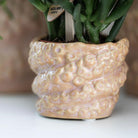 Hummingbird Company | Gift set Octopus Pink small | Green plant with old pink Phalaenopsis orchid in Octopus pink decorative pots on white organic tray by Kolibri Company