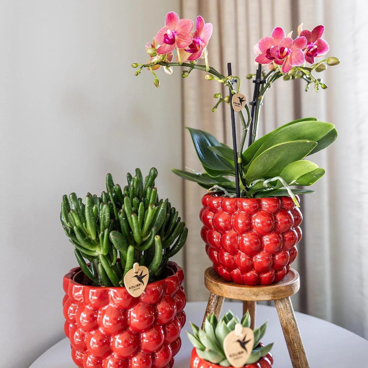 Kolibri Orchids | COMBI DEAL van 4 oranje Phalaenopsis orchideeën - Congo - potmaat Ø9cm | bloeiende kamerplant - vers van de kweker by Kolibri Company