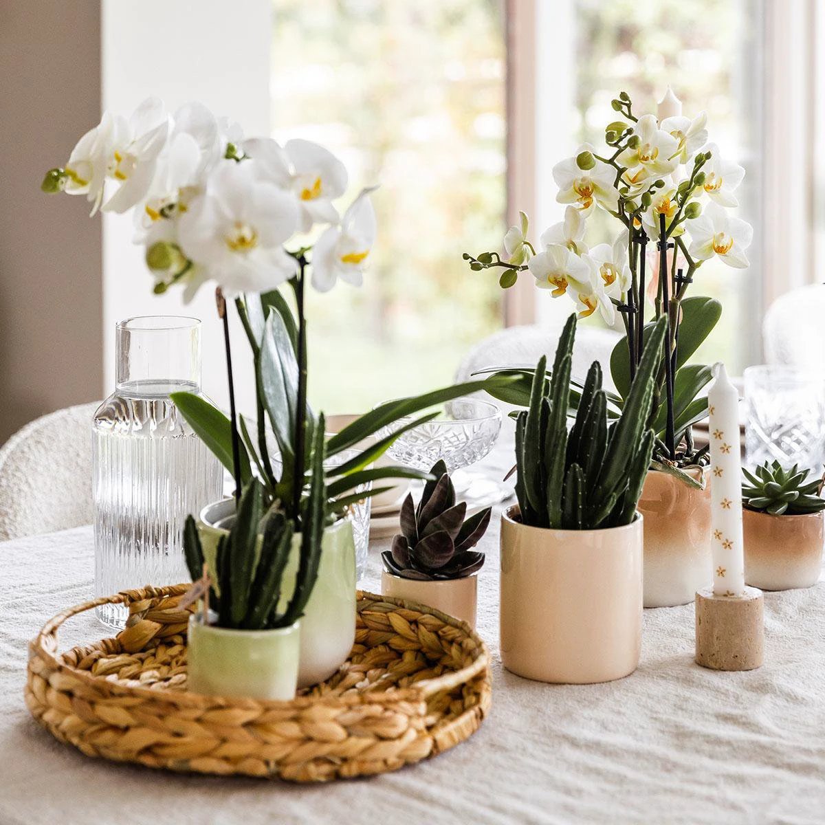 Kolibri Home | Gradience sierpot - Green - Ø9cm by Kolibri Company