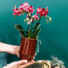 Kolibri Company Kolibri Orchids | Rote Phalaenopsis-Orchidee – Kongo + Classy Red – Topfgröße Ø9 cm | blühende Zimmerpflanze – frisch vom Züchter by Kolibri Company
