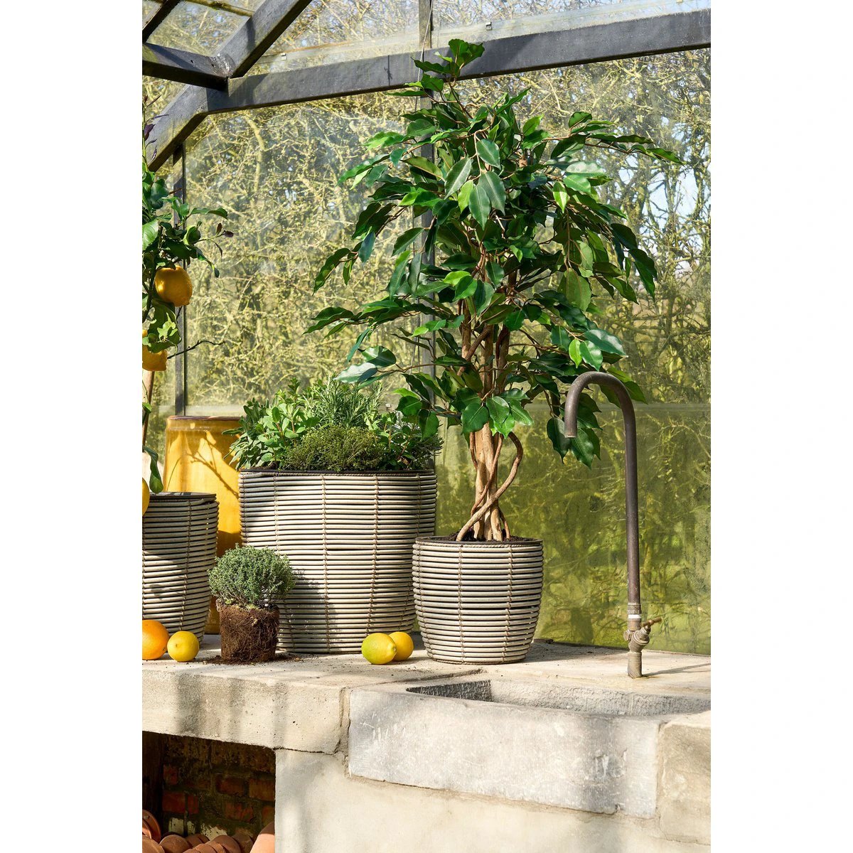 Artificial plant Ficus Green by Mica Decorations