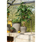 Artificial plant Ficus Green by Mica Decorations