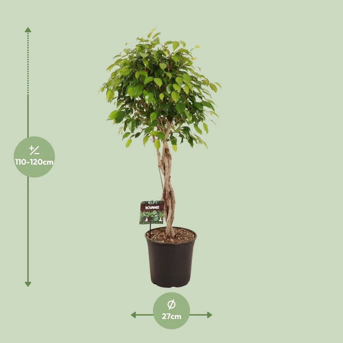 Ficus Benjamina Exotica – Ø27 cm – ↕120 cm von MEERgroothandel Planten