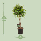 Ficus Benjamina Exotica – Ø27 cm – ↕120 cm von MEERgroothandel Planten