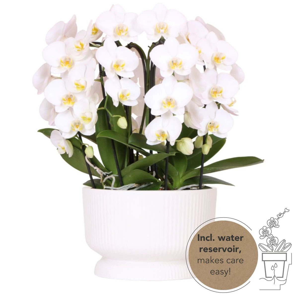 Colibr Orchids | white orchids set in Diablo white dish inclined. water reservoir | three-bowed white orchids Nigigara Fall 12cm | Mono Buquet white with self-supporting water reservoir by Kolibri Company