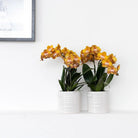 Hummingbird Home | Jug flower pot - White ceramic decorative pot Ø9cm by Kolibri Company