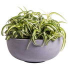 Plant pot - Ducos s Gray (set of 2 pieces) by Vase The World