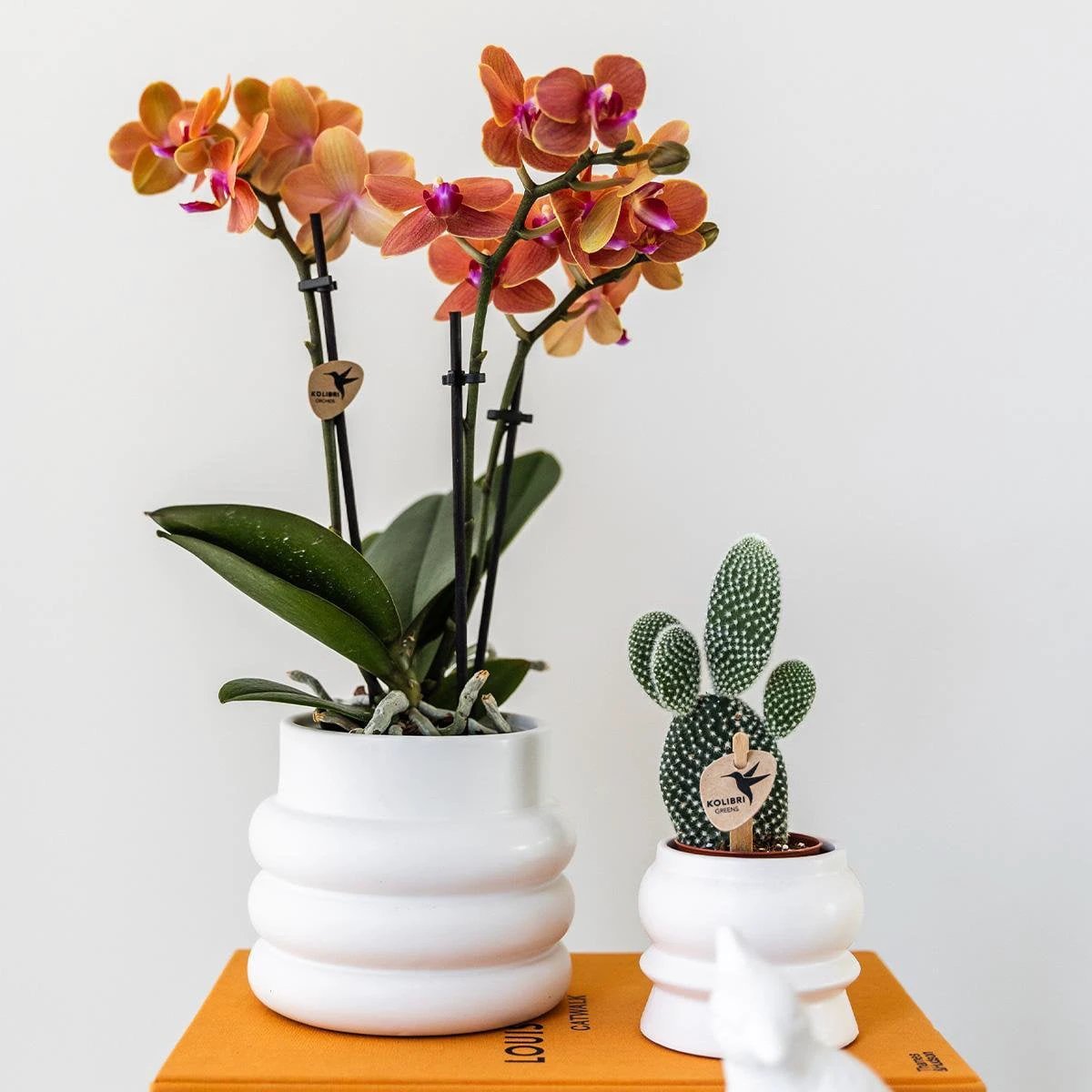 Hummingbird Orchids | Orange Phalaenopsis orchid - Mineral Bolzano + Bubble pot white - pot size Ø9cm | flowering houseplant - fresh from the grower by Kolibri Company