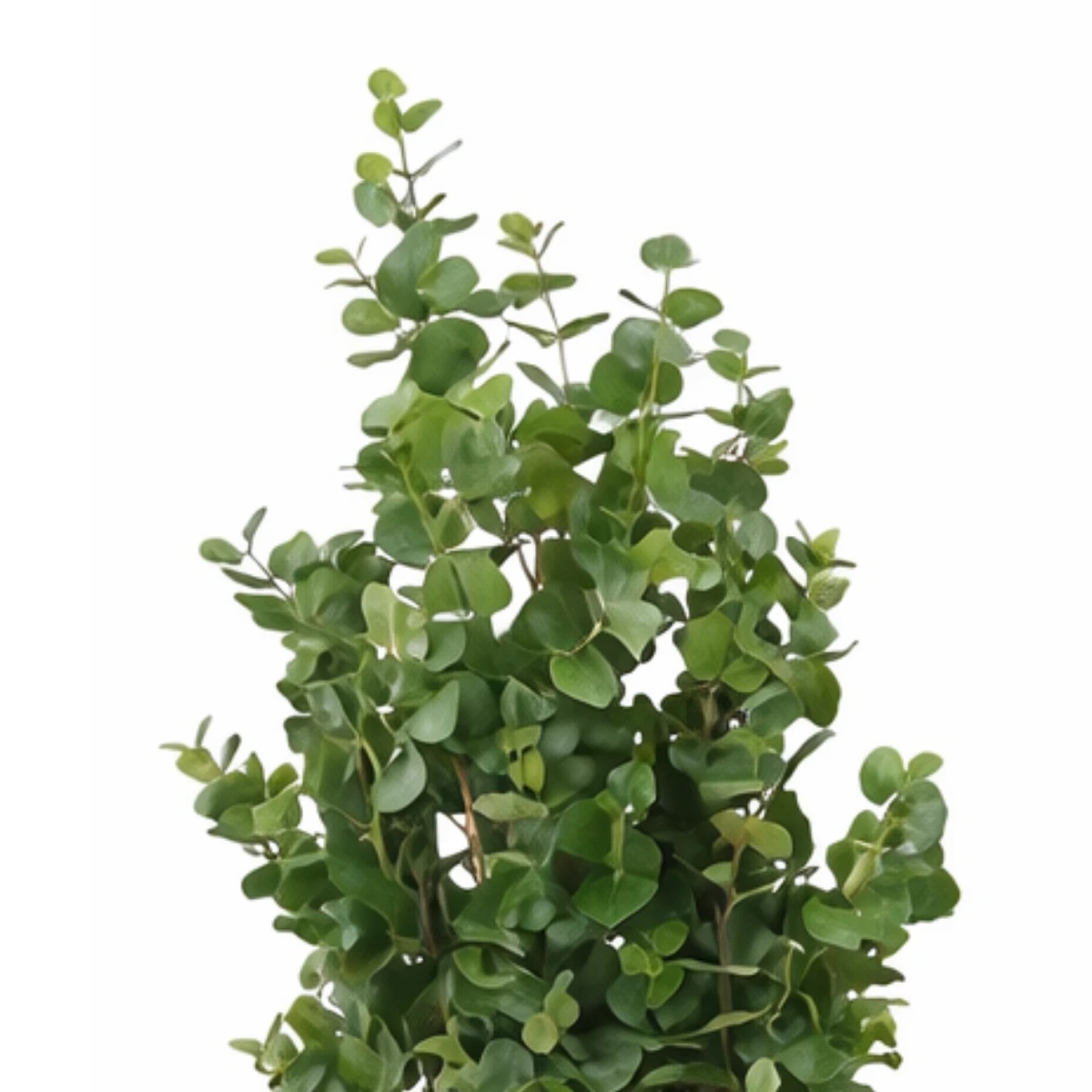 Artificial plant Eucalyptus tree Green by Mica Decorations