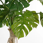 Artificial plant Monstera green by Mica Decorations