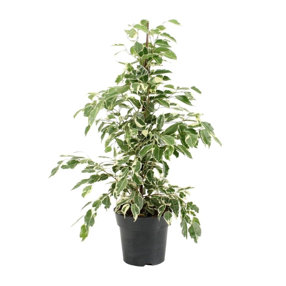 Ficus Benjamina Twilight (R) | [P17-H70] von MEERgroothandel Planten