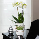 Kolibri Company – Set aus weißer Orchidee und Sukkulente auf silbernem Tablett – frisch vom Züchter von Kolibri Company