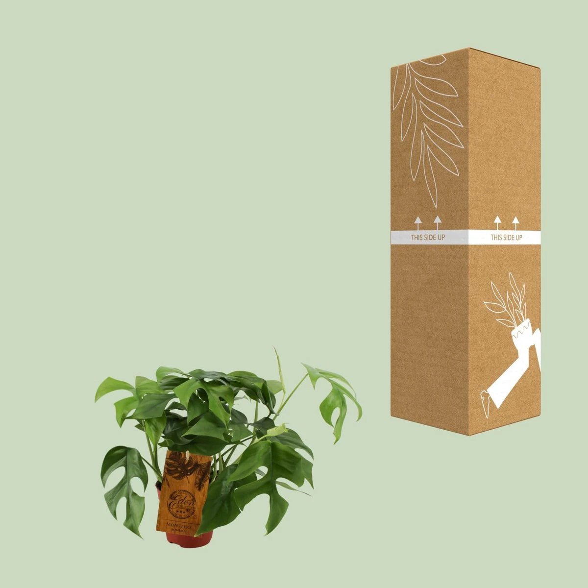 Monstera Minima - Ø12cm - ↕30cm by MEERgroothandel Planten