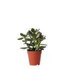 Kolibri Greens | Green Plant - Succulent Crassula Ovata Potmaat Ø9cm | green houseplant - fresh from the grower - Ø9cm by Kolibri Company