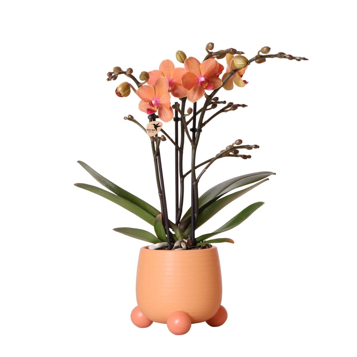 Hummingbird Orchids | Orange Phalaenopsis orchid - Mineral Bolzano + Rolling peach - pot size Ø9cm | flowering houseplant - fresh from the grower by Kolibri Company
