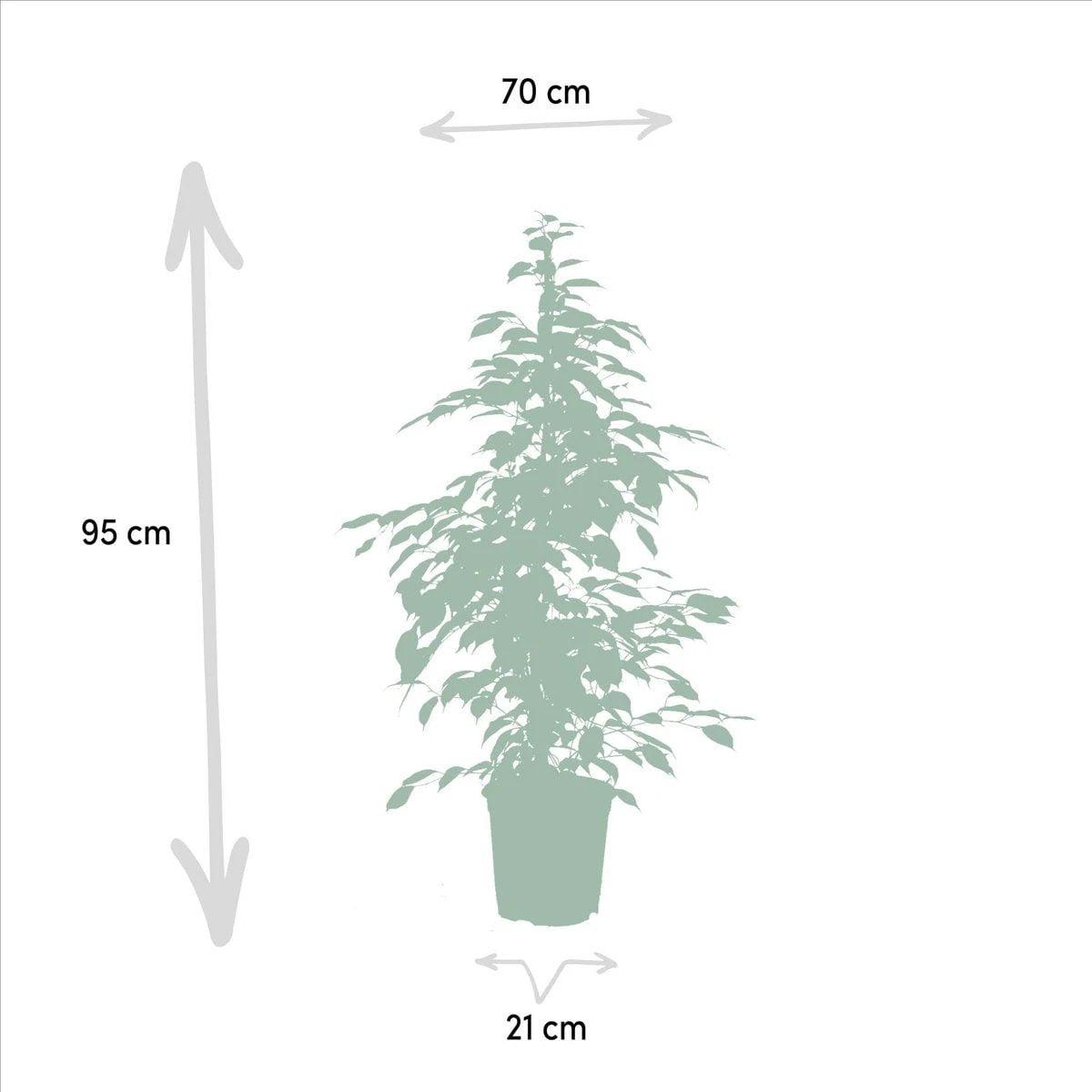 Ficus benjamina Goldenking - Ø21cm - ↕95cm by MEERgroothandel Planten