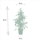 Ficus benjamina Goldenking - Ø21cm - ↕95cm by MEERgroothandel Planten