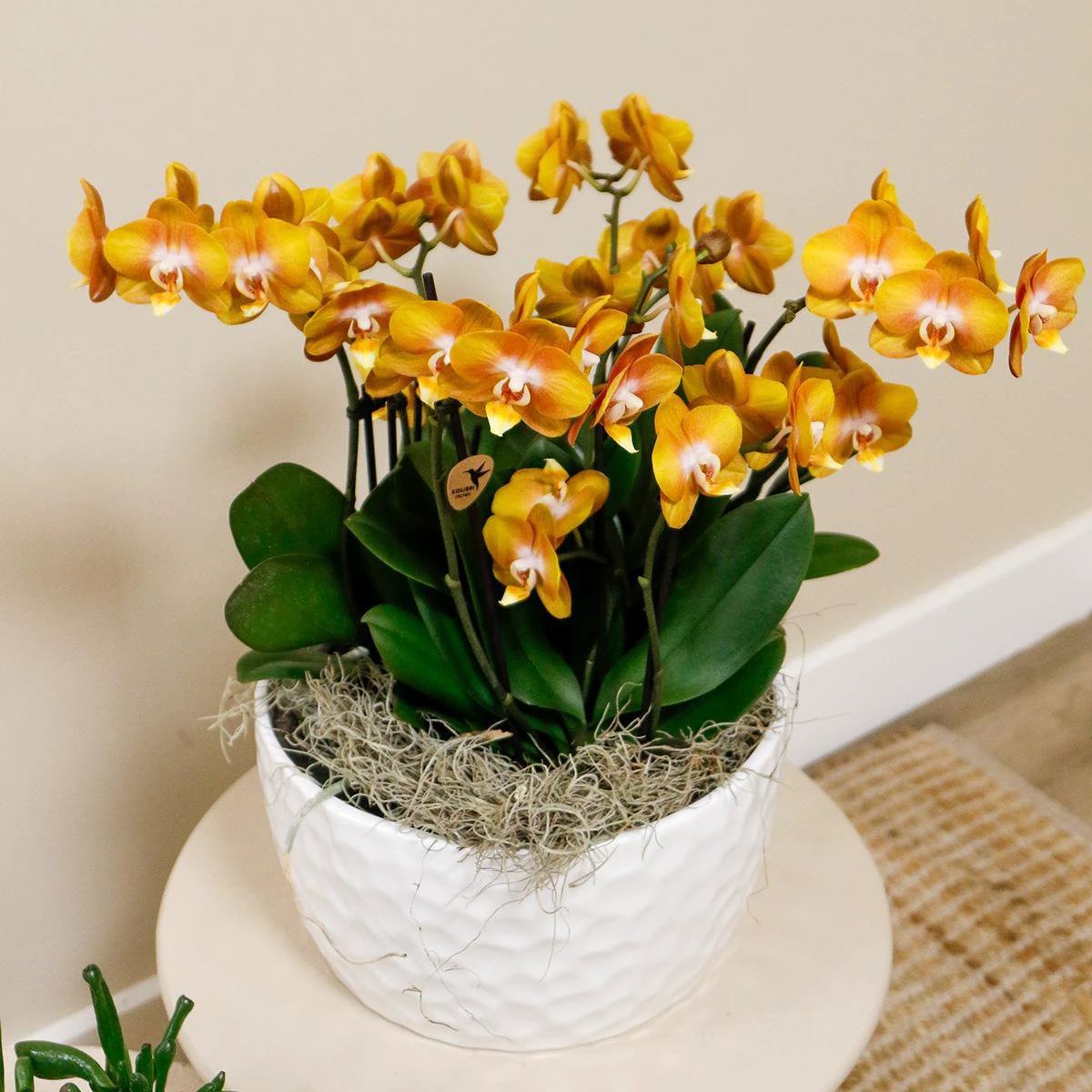 Kolibri Orchids | Orange Orchid Set In Honey Dish incl. Water reservoir | Three Orange Orchids Las Vegas12CM | Mono Bouquet White with self -sufficient water reservoir by Kolibri Company