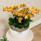 Kolibri Orchids | Orange Orchid Set In Honey Dish incl. Water reservoir | Three Orange Orchids Las Vegas12CM | Mono Bouquet White with self -sufficient water reservoir by Kolibri Company